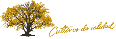 El PicÛn